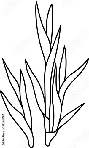 Coloring page with yong sugarcane (Saccharum officinarum) isolated on white background