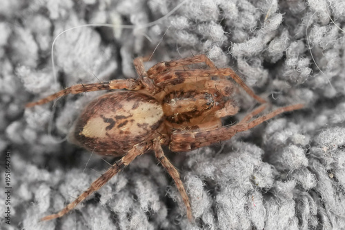 Tiny brown mottled Anyphaena accentuata spider on grey fuzzy textile surface, close up view for macro details