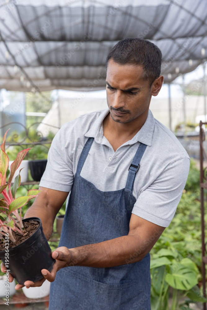Obraz premium Indian man wearing grey polo and dark apron inspecting black plastic pot in greenhouse nursery