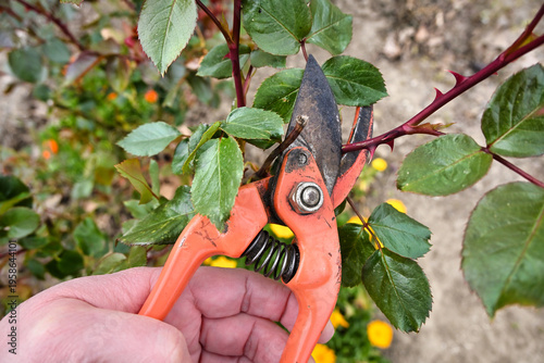 male hand pruning a rose twig with old secateurs