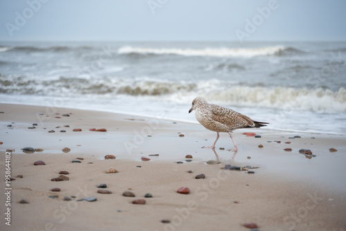 Photos Seagull walking on the sandy beach of the Baltic Sea in Mielno, Poland - winter coastal nature