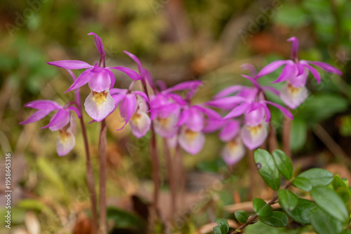 Quadro em tela Beautiful wild orchid, calypso orchid, fairy slipper, Calypso bulbosa blooming i