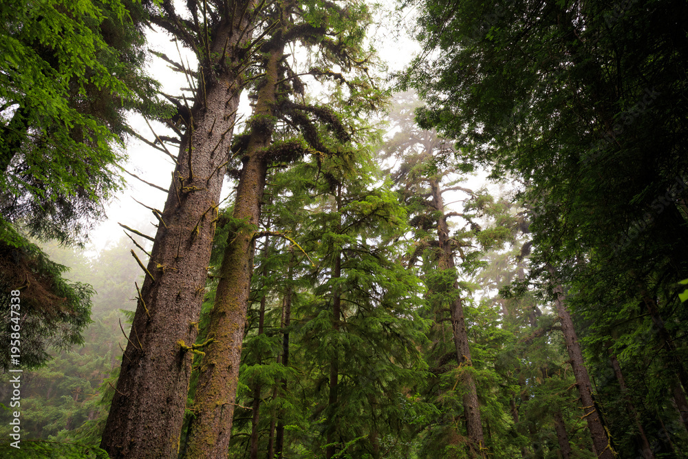 Obraz premium The Fog Rolls in on the James Irvine Trail Redwoods, Prairie Creek Redwoods State Park, California