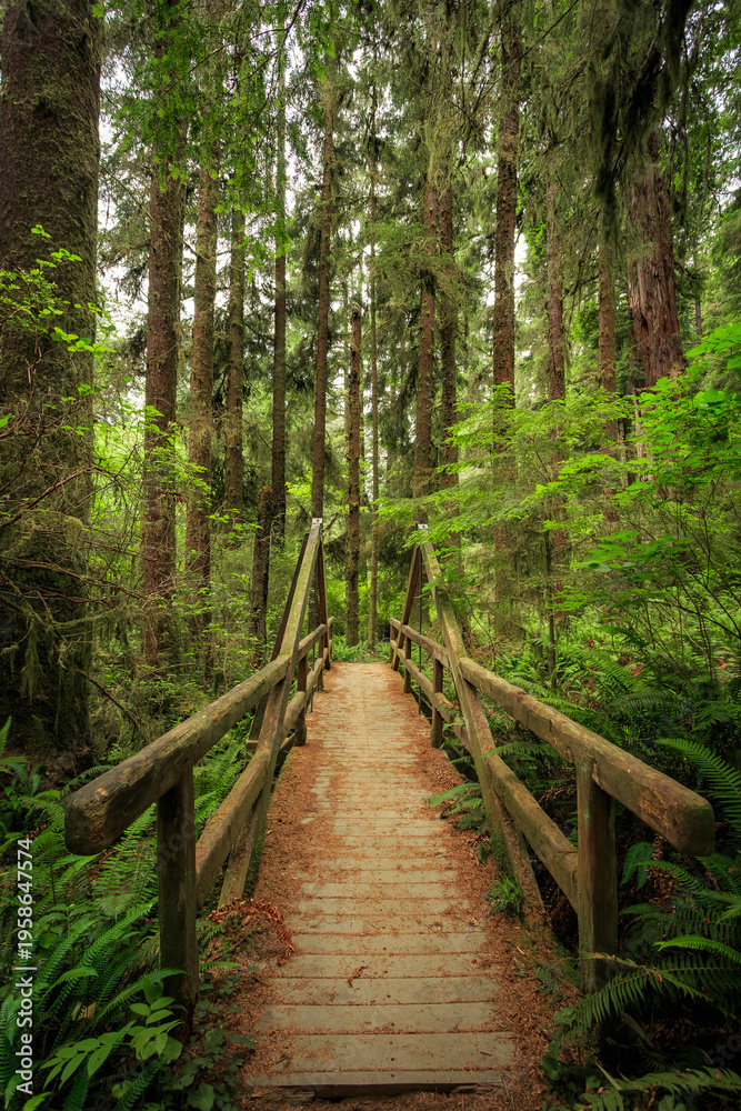 Fototapeta premium Bridge on the James Irvine Trail Redwoods, Prairie Creek Redwoods State Park, California