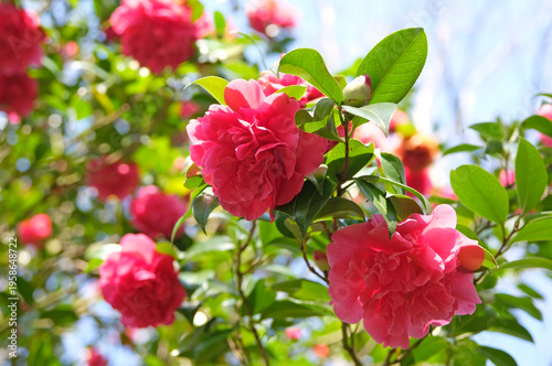 A double peony form deep pink camellia williamsii  ‘Anticipation’ in flower.