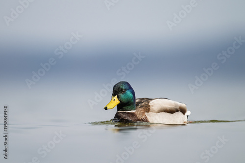 Ente