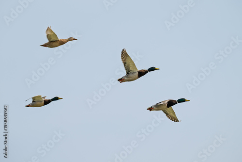 Fliegende Enten