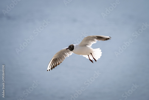 Möve im Flug