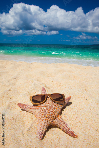 Starfish rest and tan on the white sand