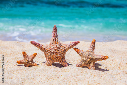 Starfish rest and tan on the white sand