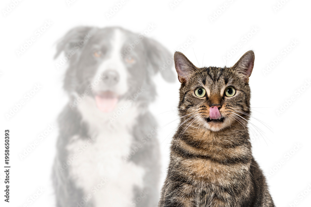 Fototapeta premium Tabby cat licking nose with blurred dog ghost