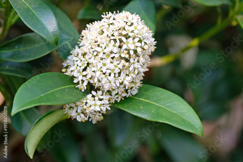 White Skimmia Japonica ‘Fragrans’ in flower.
