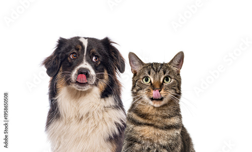 Dog and cat licking lips together on white background
