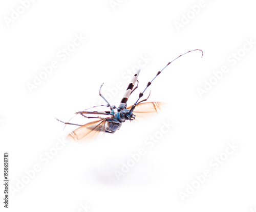 Rosalia longicorn beetle flying on white background