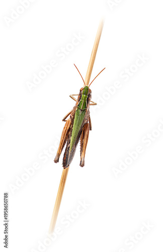 Woodland grasshopper omocestus rufipes climbing a thin stem