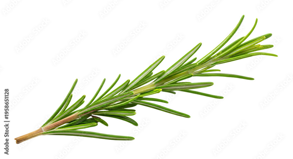 Fototapeta premium Fresh green rosemary sprig with needlelike leaves on stem transparent background