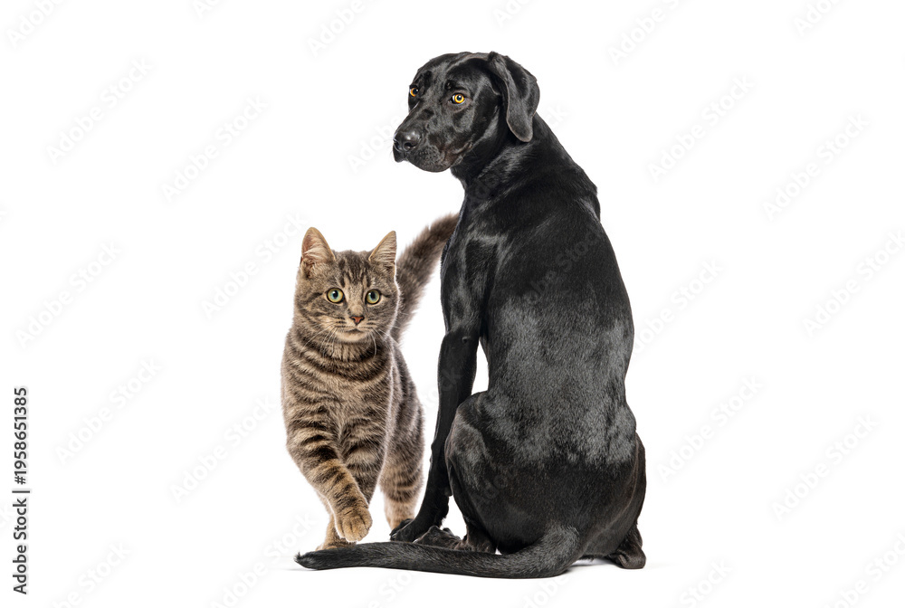 Fototapeta premium Dog and cat sitting together displaying companionship