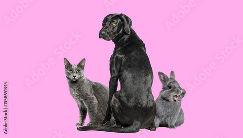 Dog, cat, rabbit pets posing on pink background