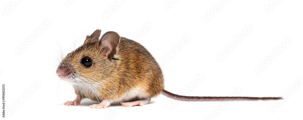Fototapeta premium Wood mouse, apodemus sylvaticus, standing on white background