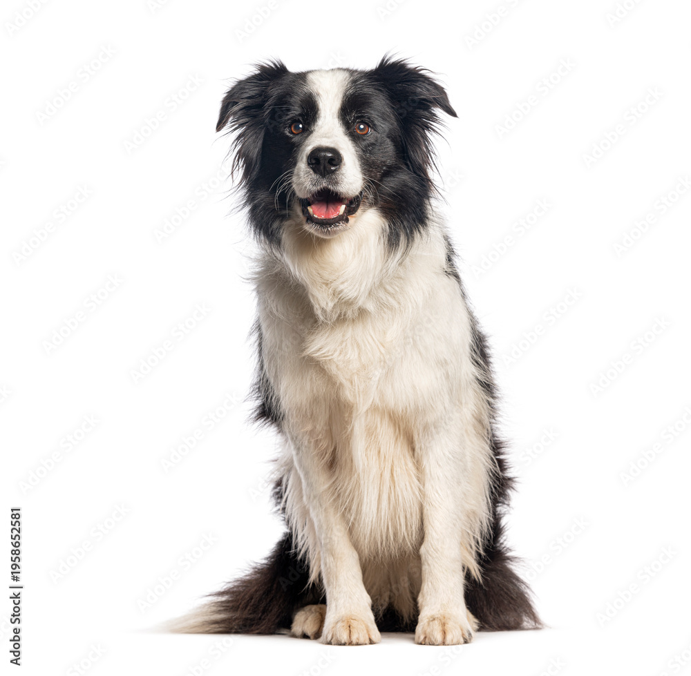 Obraz premium Border collie dog sitting looking at camera