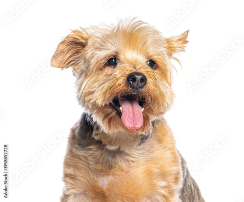 Yorkshire terrier dog panting on white background