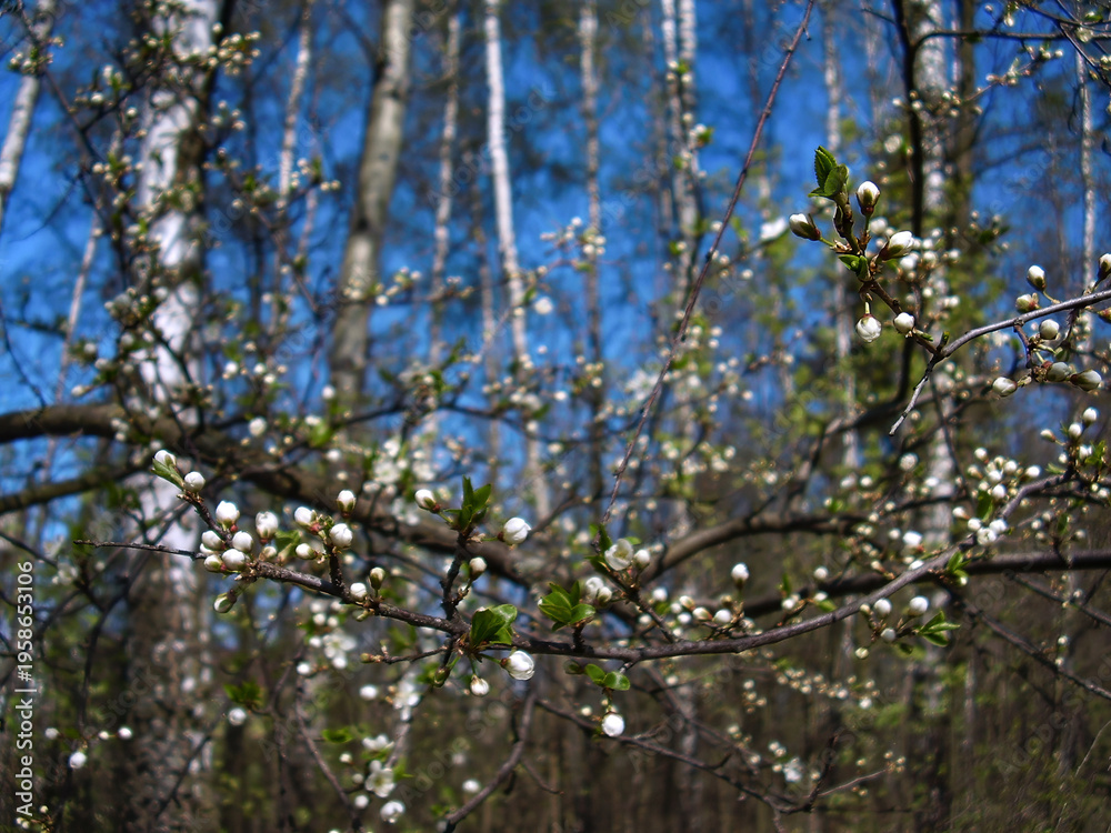 Fototapeta premium Flowering tree branches showing delicate white buds and young green leaves against a soft background of birch trees and a clear blue sky, signifying the beginning of growth and future abundance