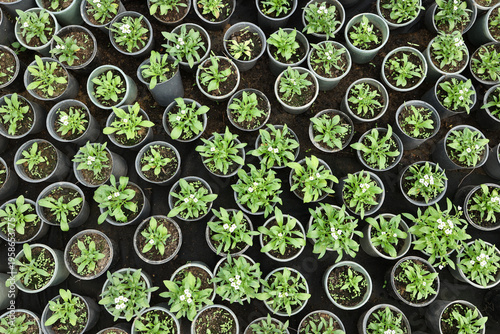  Top view of many small green plants growing in plastic pots arranged in pattern. Seedlings with fresh leaves and tiny white flowers, gardening and agriculture concept, natural organic background. 