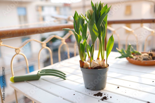 Green gardening tools and tulip bulbs in pot on sunny balcony table. Aesthetic spring planting scene captures organic urban gardening and cottagecore slow living vibes in bright morning light.