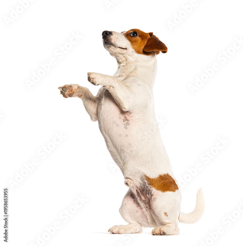 Foto Jack russell terrier dog begging standing white background
