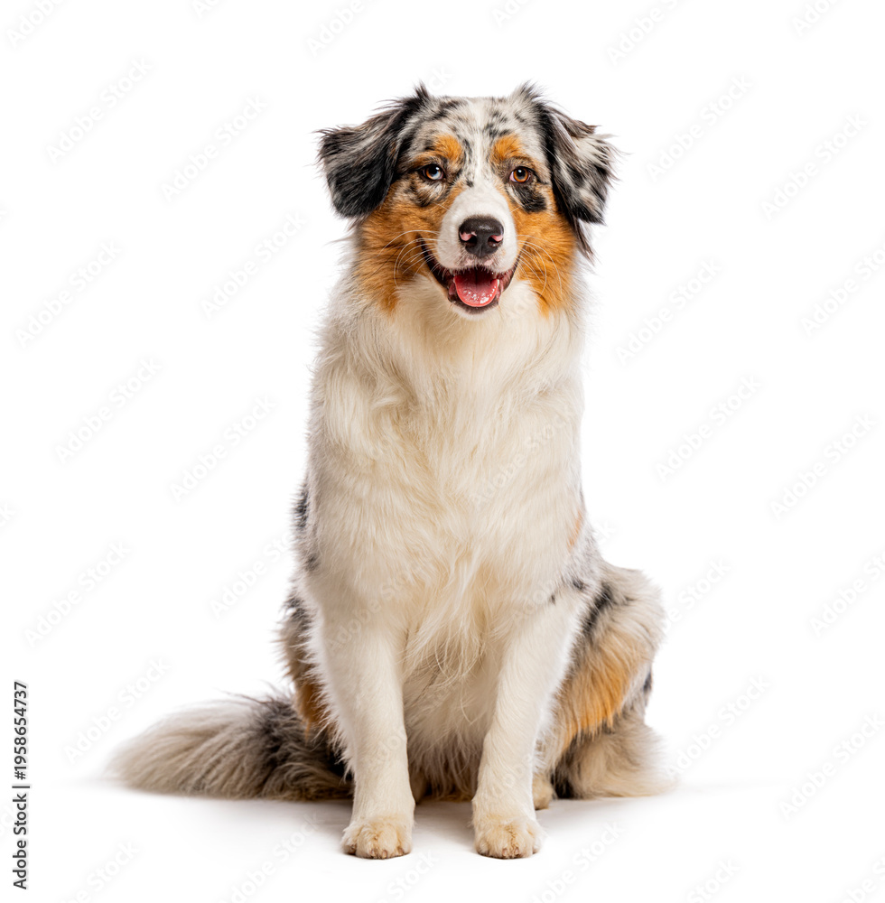 Fototapeta premium Australian shepherd blue merle dog sitting happy