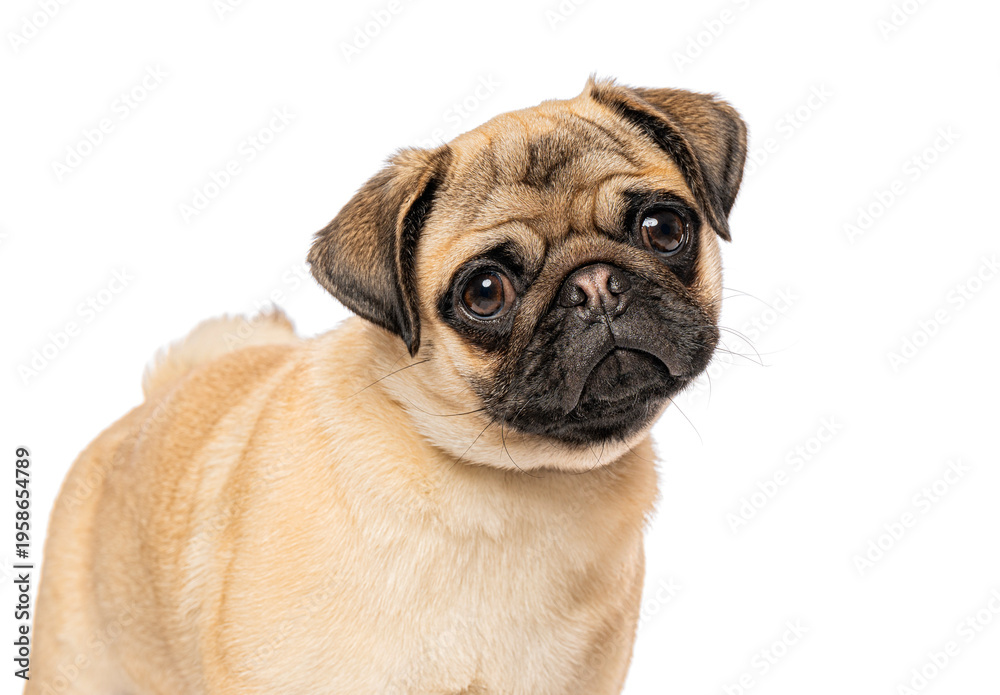 Obraz premium Young pug dog looking curious on white background
