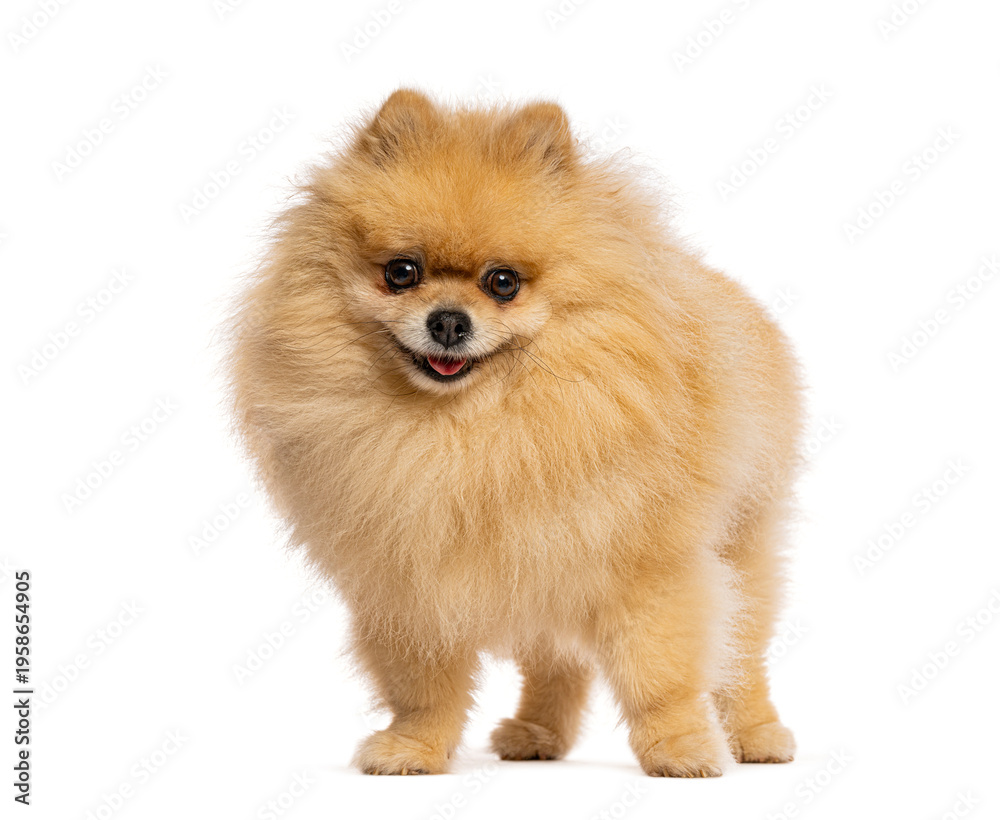 Obraz premium Fluffy tan pomeranian dog standing on white background