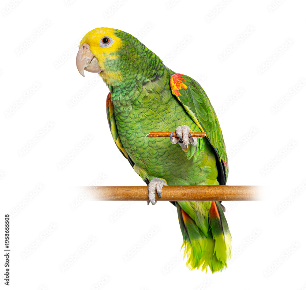 Fototapeta premium Yellow headed amazon parrot perching on branch chewing stick