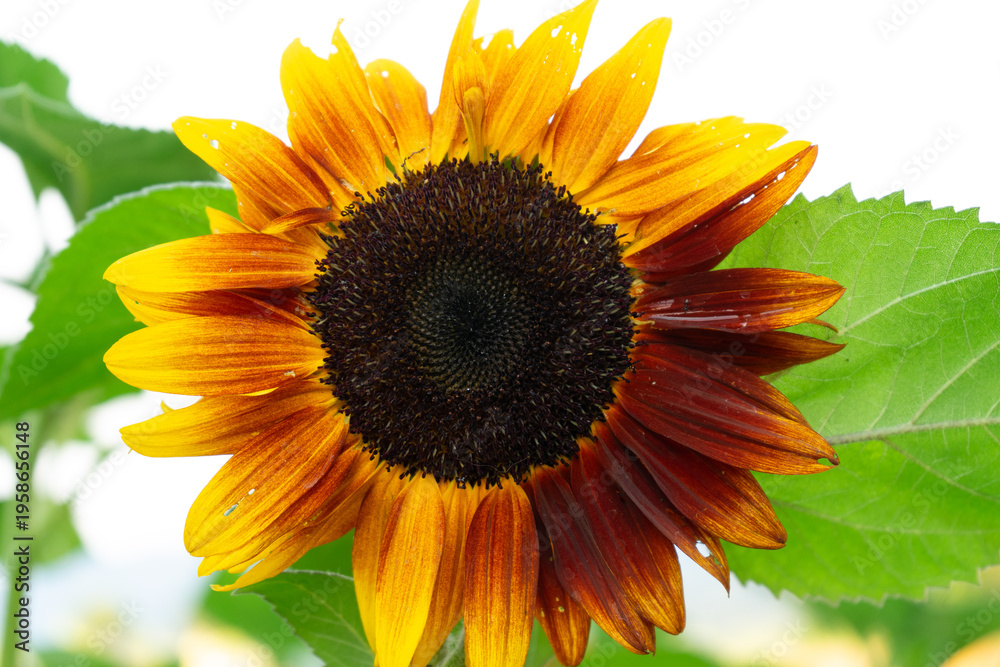 Obraz premium sunflower isolated on white