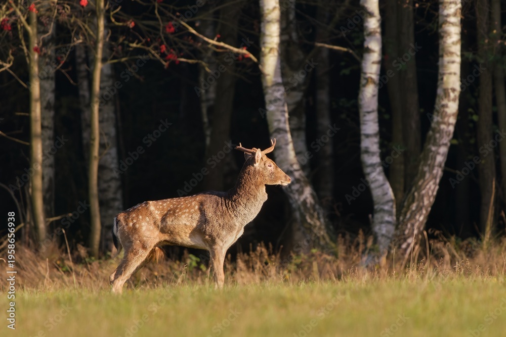 Obraz premium A old fallow deer with broken antlers is walking along the forest. Dama dama. A fallow deer in the nature habitat. 