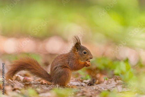 Photos A baby european red squirrel sits on a the ground and eats a nut