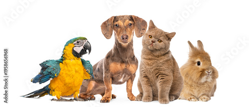 Group of pets parading on transparent background