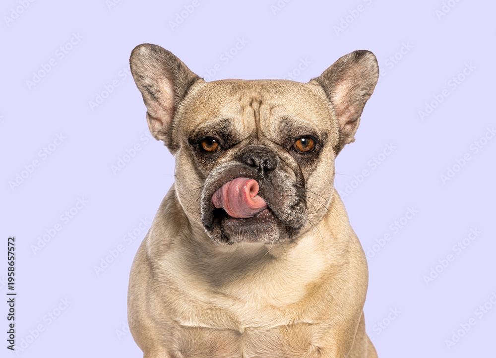 Obraz premium French bulldog licking mouth with funny expression