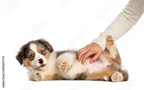 фотографія Australian shepherd puppy enjoying belly rub from human hand