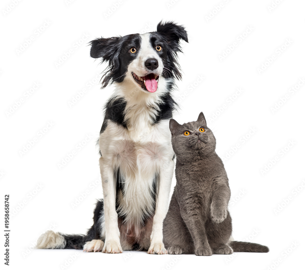 Obraz premium Border collie dog and british shorthair cat together on white background