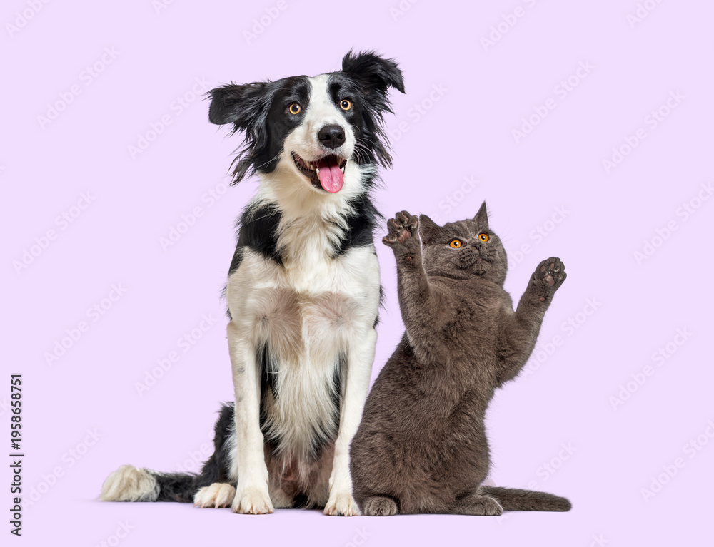Fototapeta premium Border collie dog and british shorthair cat playing together