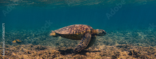 Kauai, Hawaii, Anini Beach, sea turtle 