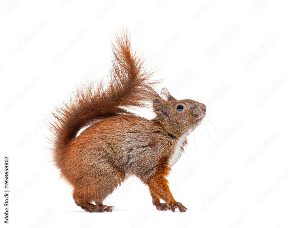 Obraz premium Red squirrel standing on transparent background looking up