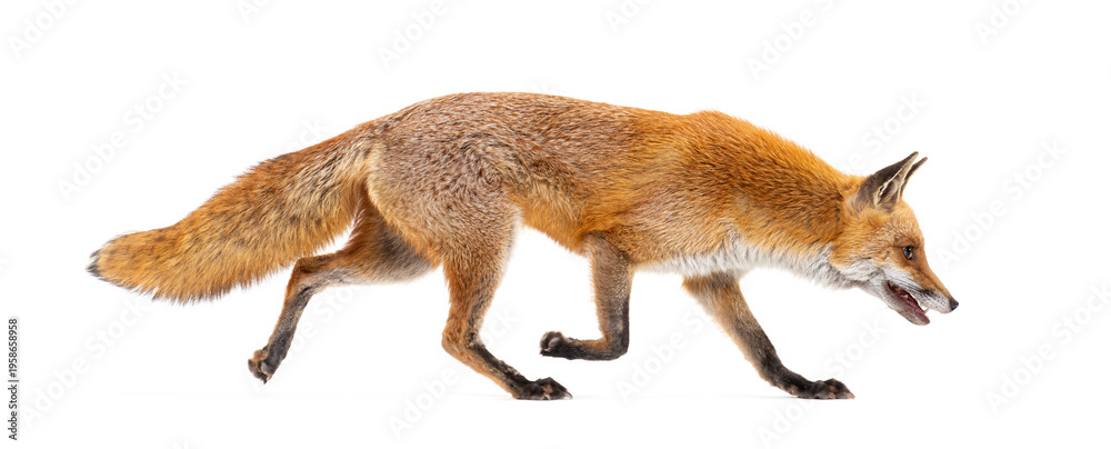 Fototapeta premium Red fox walking profile view on transparent background
