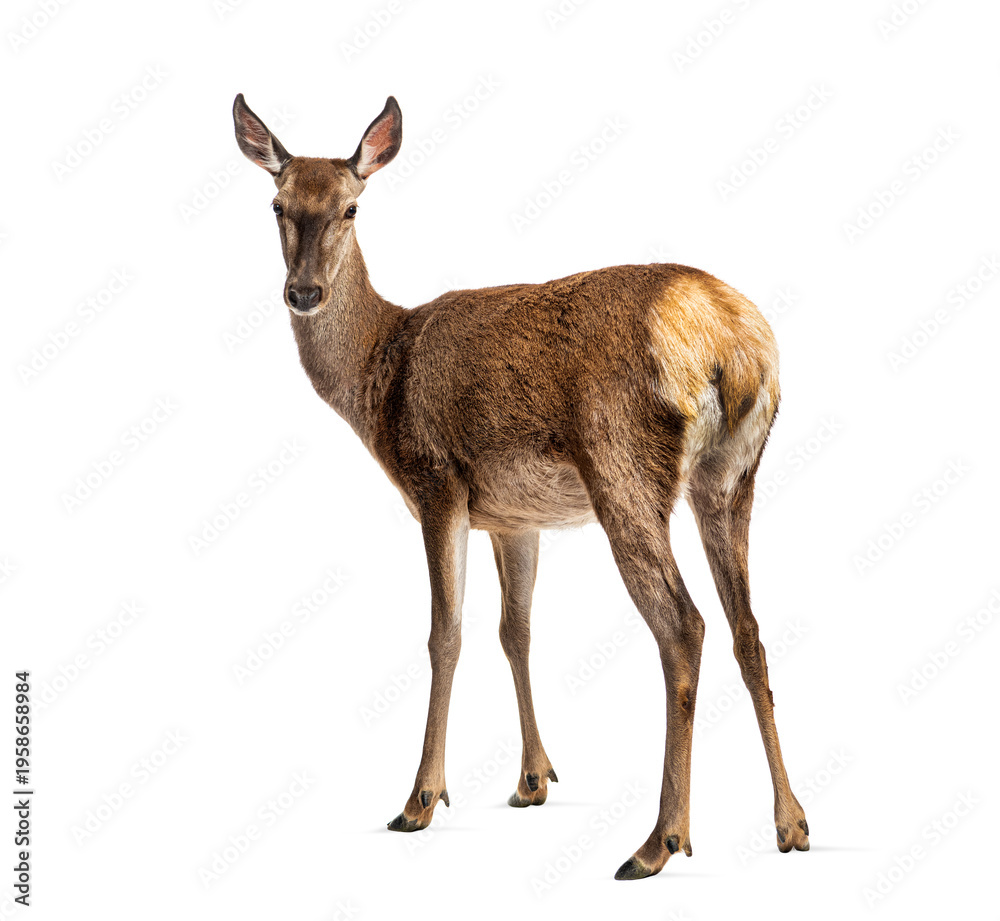 Obraz premium Doe standing looking back isolated cutout