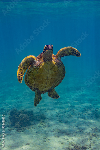 Kauai, Hawaii, Anini Beach, sea turtle 