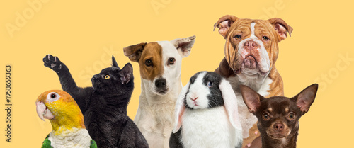 Group of domestic pets together on yellow background