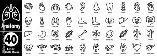 Anatomy 40 liner editable stock icons. Collection of human anatomy with brain, heart, lungs, kidneys, liver, and other important organs and body parts vector illustration.