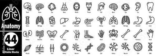 Anatomy 44 liner editable stock icons set. Including brain, heart, lungs, kidneys, liver, stomach, intestine, and many other body parts and organs, vector illustration.