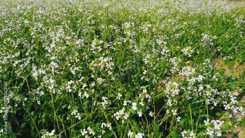 White Flower with Yellow Center Amidst Lush Green Leaves and Branches